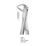 Fig 137 Lower Incisors And Roots Dental Extracting Forceps
